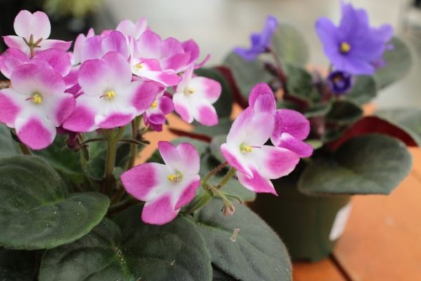 No Need to Be Afraid of African Violets!