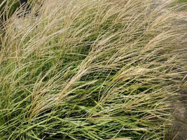 Plant Ornamental Grasses for Simple, Elegant Beauty