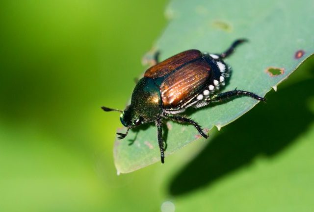 Japanese-Beetle