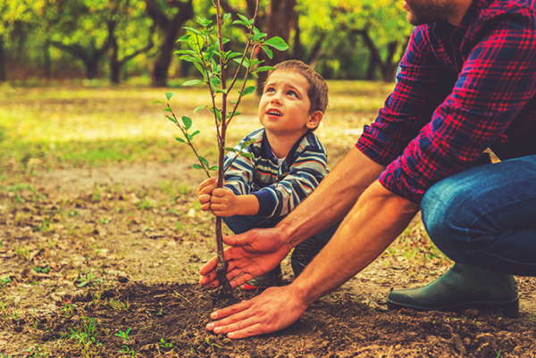 5 go-to trees that are perfect for Colorado Front Range gardens ...