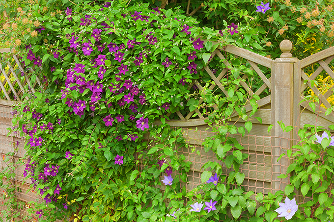 Tagawa Gardens vining perennials plants