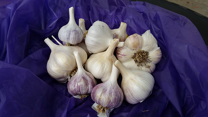 garlic-close-up-at-tagawa-gardens-denver