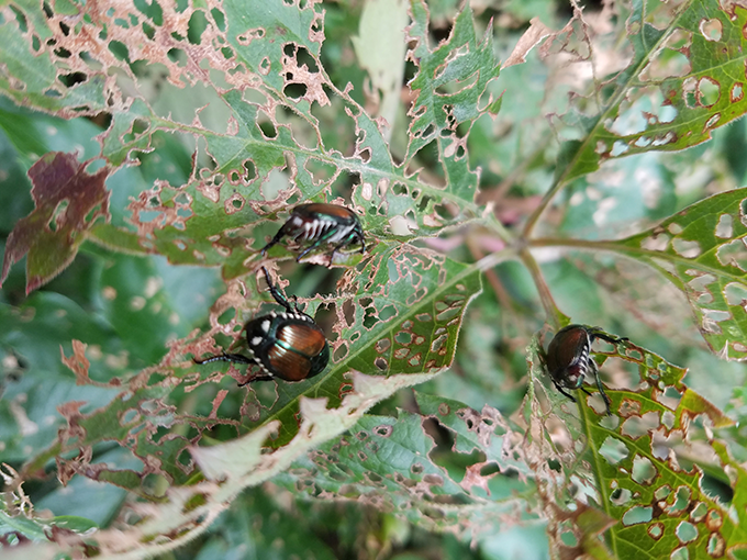 japanese beetle multiple at Tagawa Gardens Denver