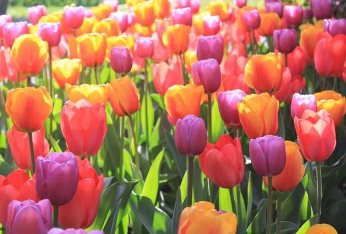 Colorful tulips at Tagawa Gardens in Denver, Colorado