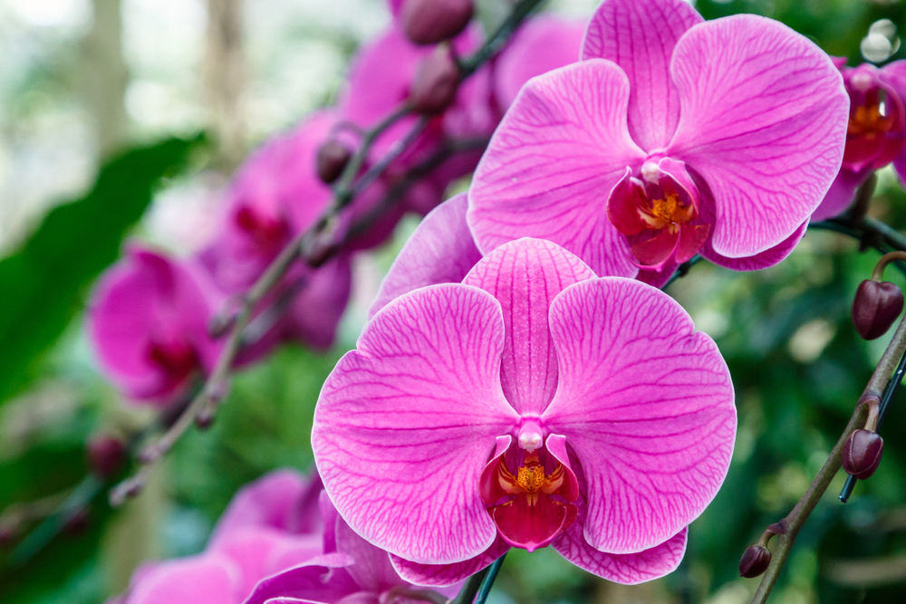 Orchids at Tagawa Gardens