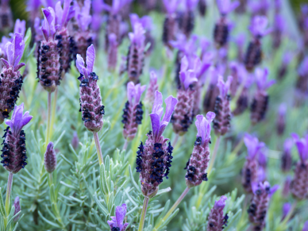 Love lavender? Now is the purr-fect time to plant!