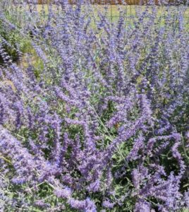 Heat Tolerant Perennials for the Hot Days of Late Summer