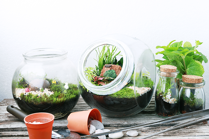 Build your own beautiful terrarium. It's easier than you think!