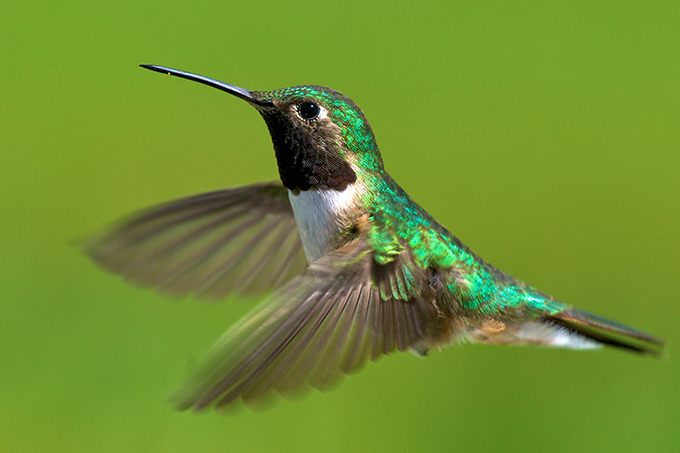 broad tailed hummingbird in flight at tagawa gardens denver