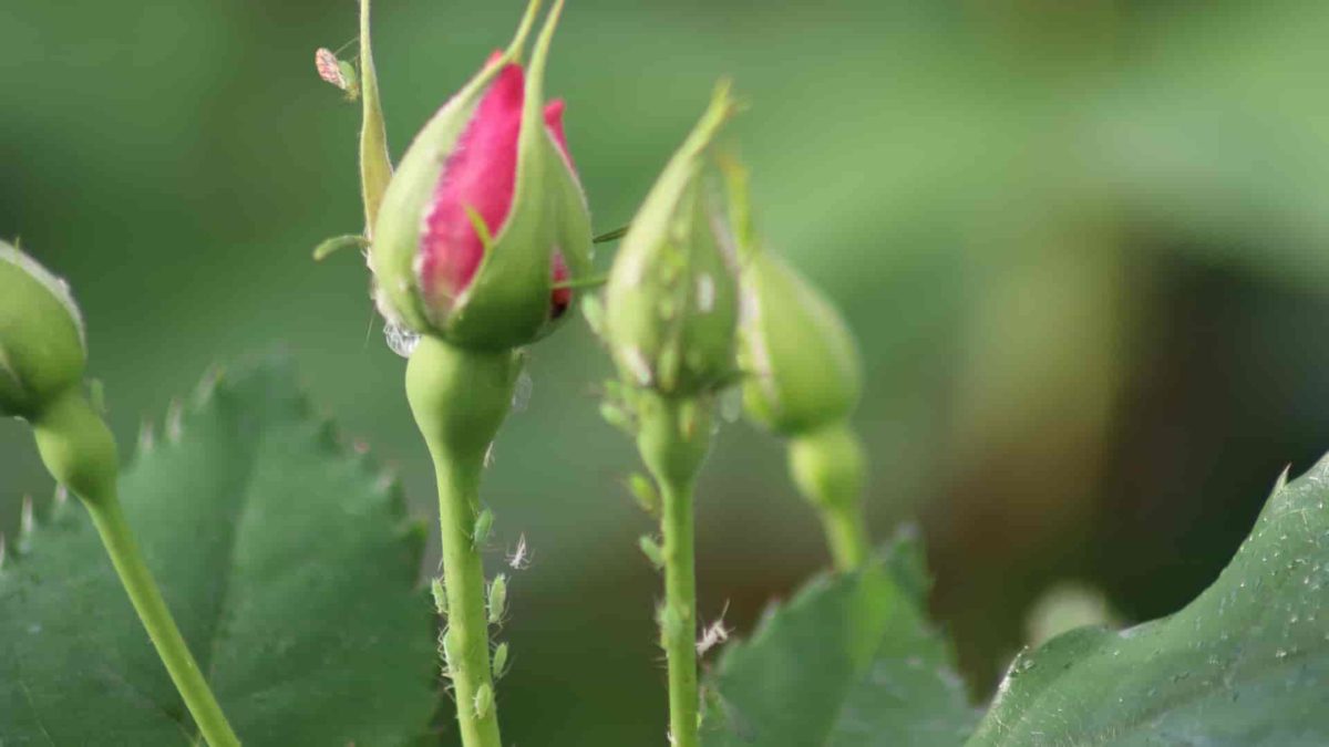 aphids on rose bud