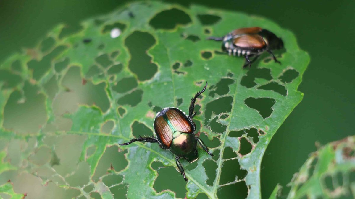 beetles on plant leaf