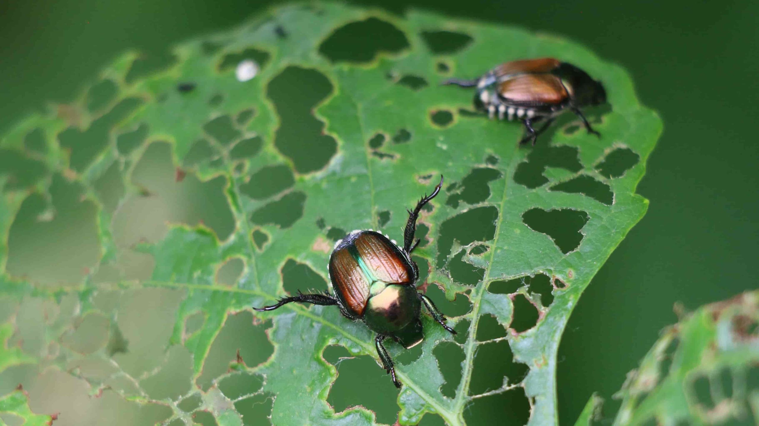 beetles on plant leaf