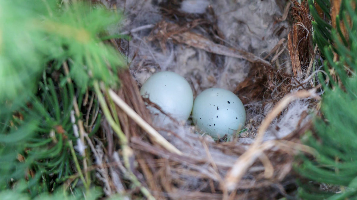 Bird Nest With Eggs