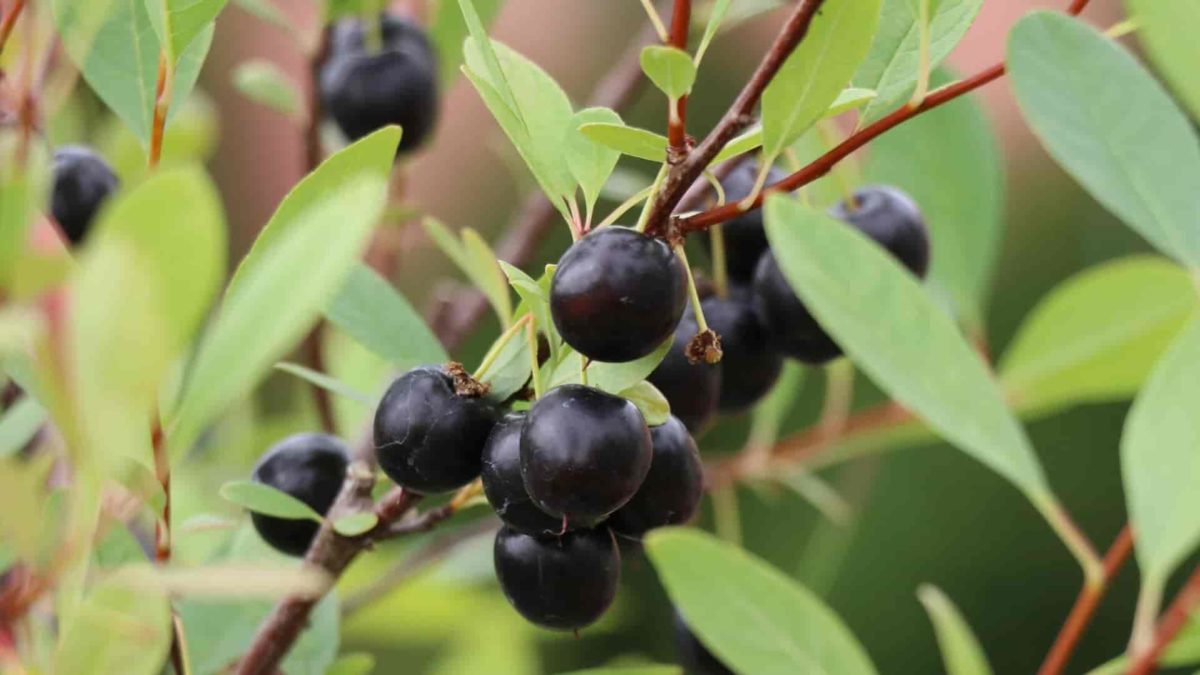 dark berries on tree limb