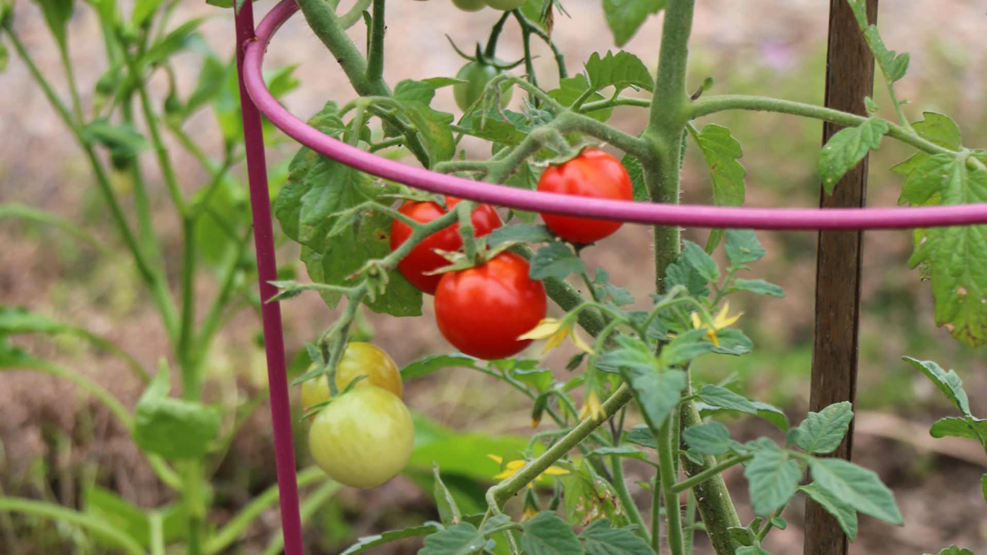 Home Garden Tomatoes