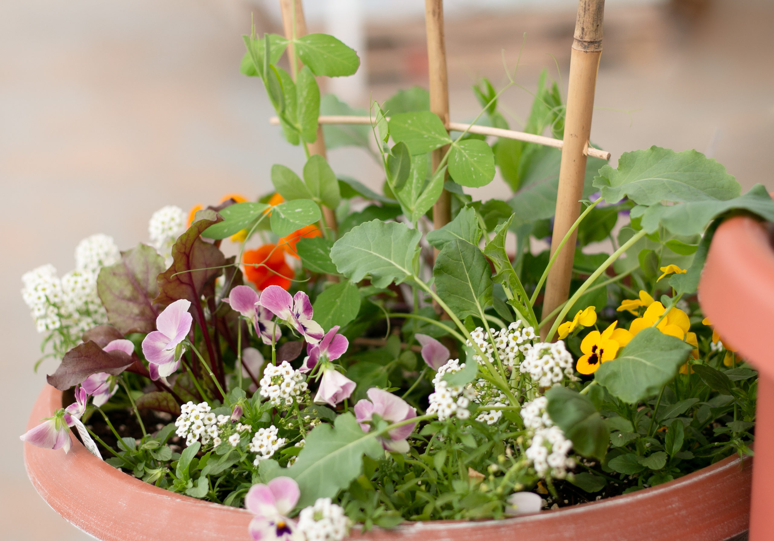 Violas, Allysum, Beets, Kale, Sweet Peas, and more are growing happily in one container garden