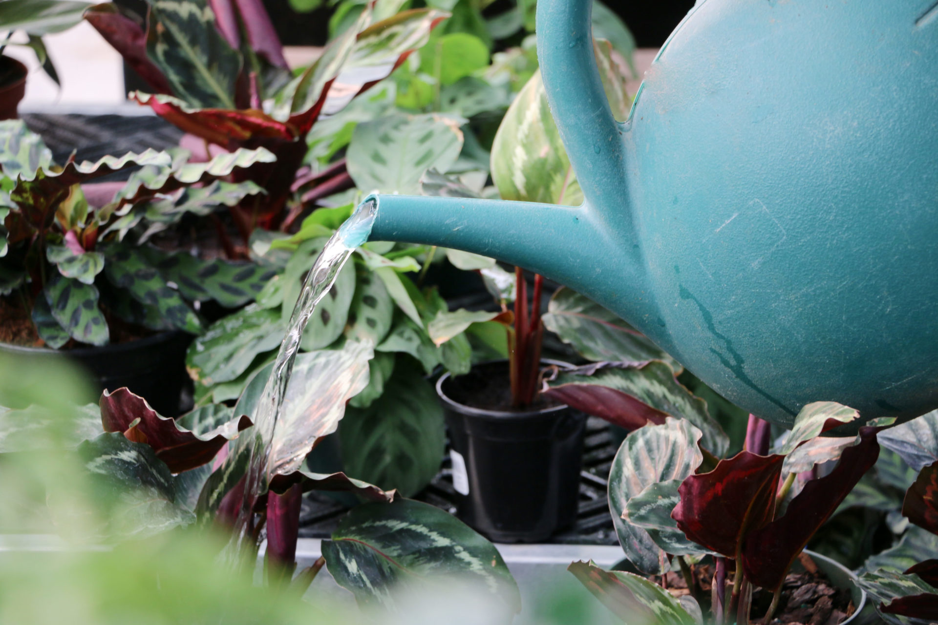 A green watering can is used to water bold-leafed houseplants