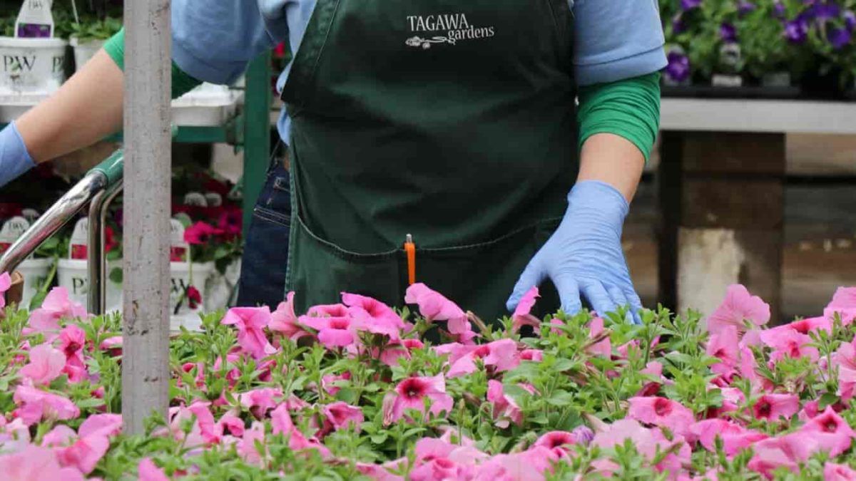 Annuals Container Gardens Tagawa Gardens Color For Instant Appeal   Annuals BeddingPlants PinkPetunias Staff 1200x675 