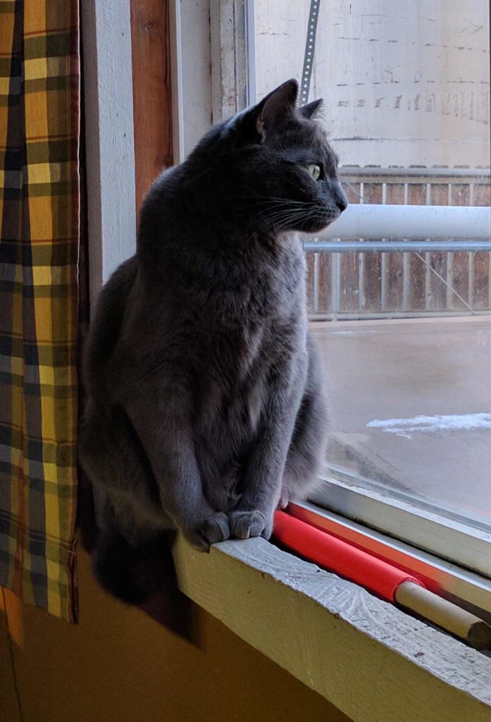 Lady the grey kitty