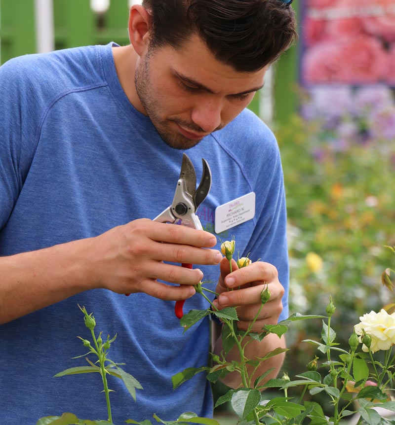 team staff Richard pruning roses