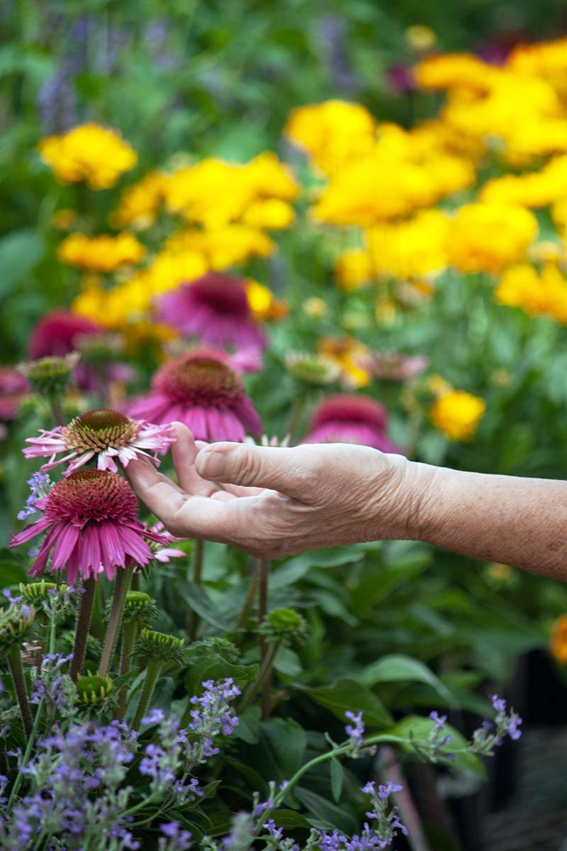 services garden coaching shopping echinacea