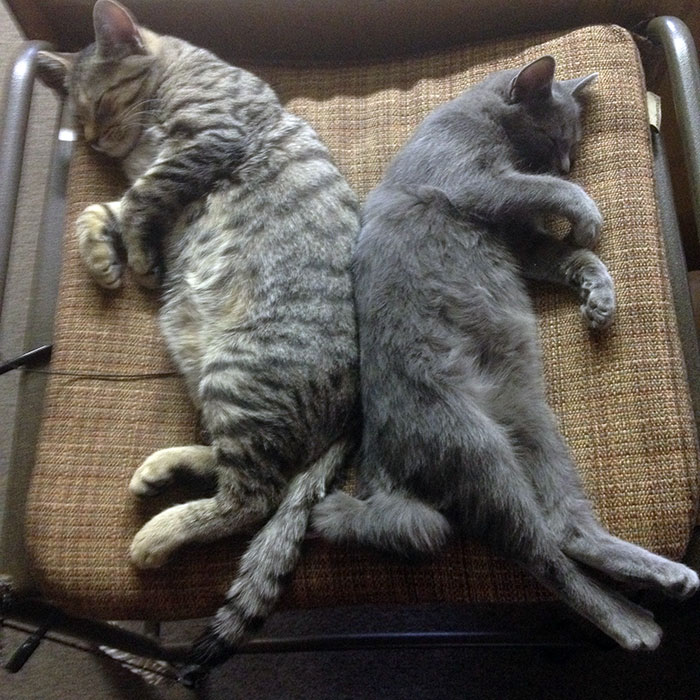 Grey Kitty Earl Lady kittens sleeping