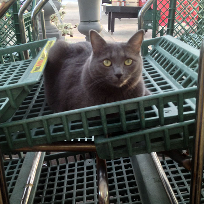 Grey Kitty Lady plant carts