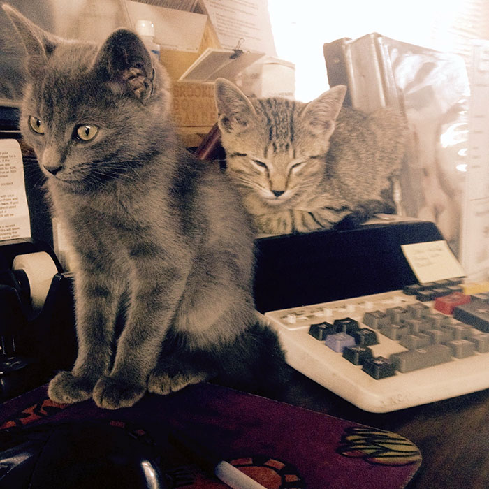 Grey Kitty Lady & Early kittens