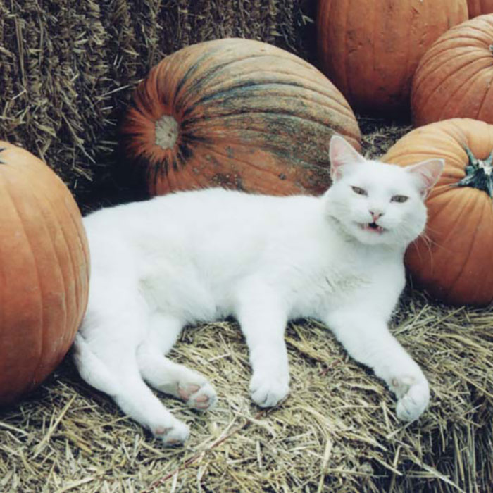 White Kitty pumpkin patch