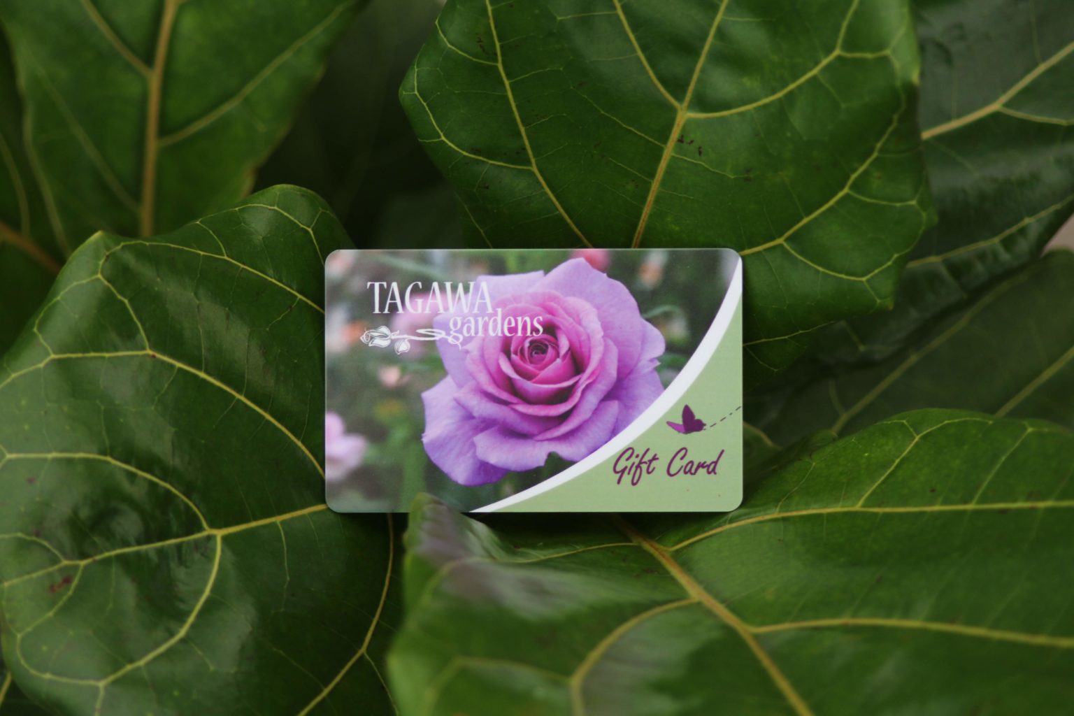 Garden & Home - Tagawa Gardens - Beauty indoors and Out