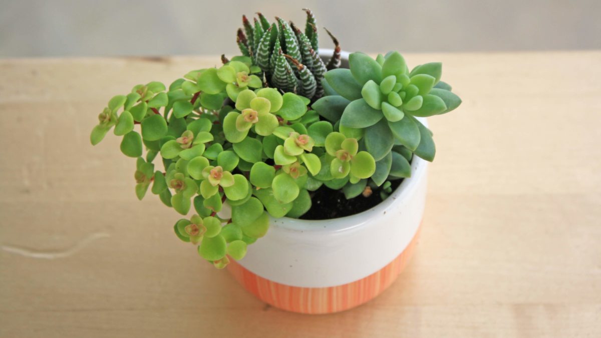 Succulents in small pot