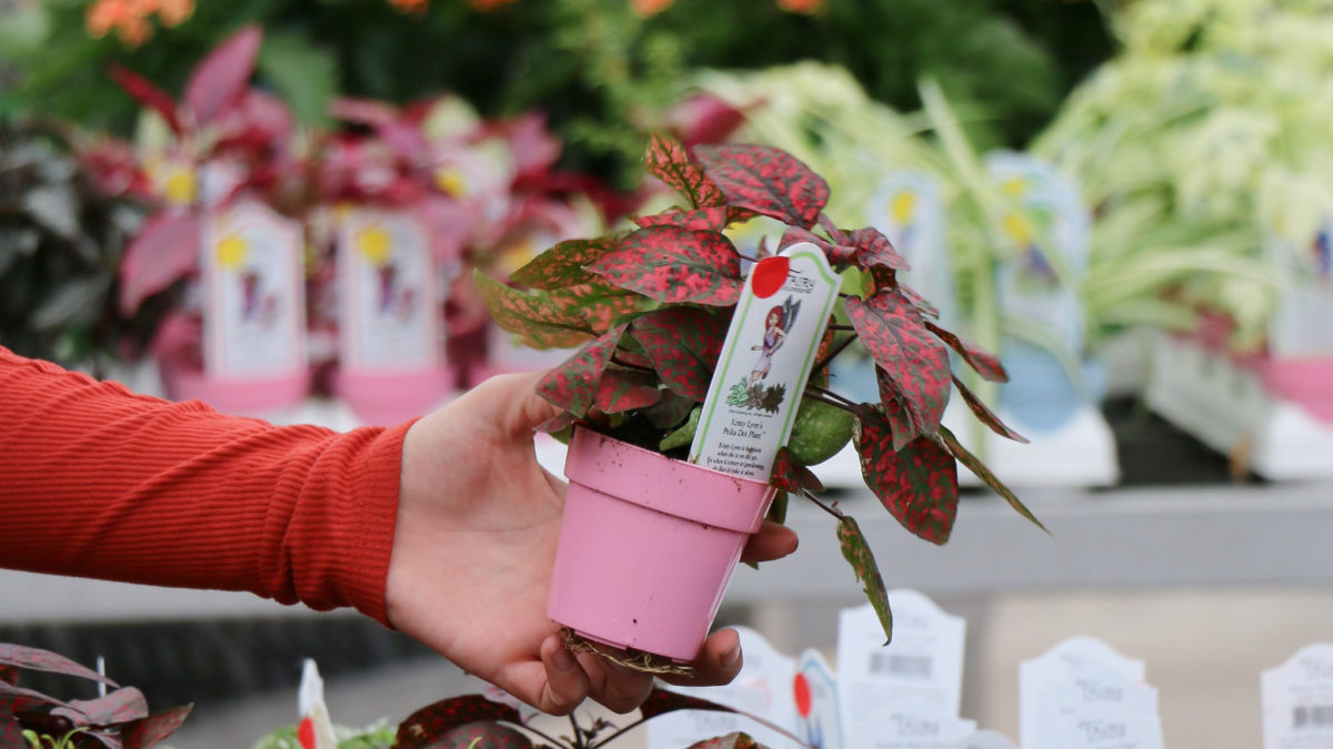 A miniature red polka dot plant being held by a shopper