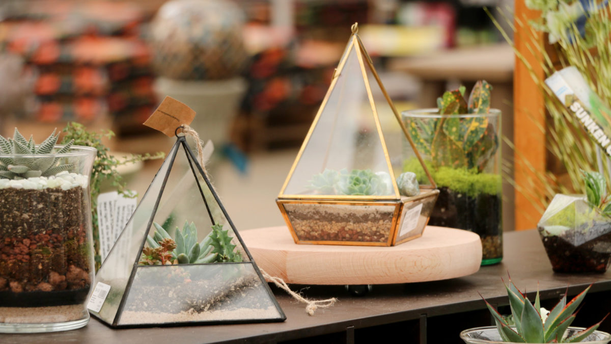 a selection of modern glass terrariums with miniature succulents inside