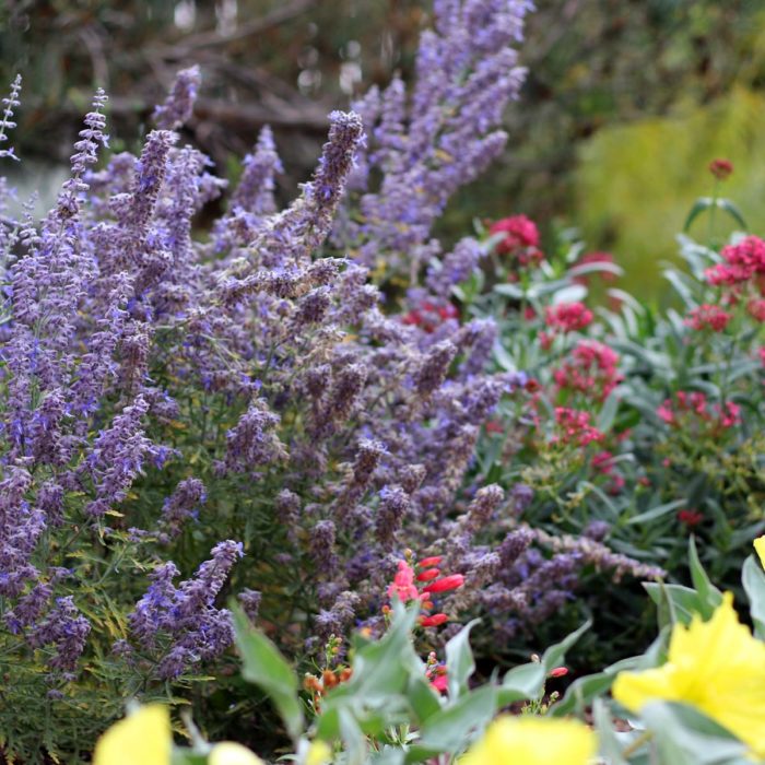 garden coaching lavender