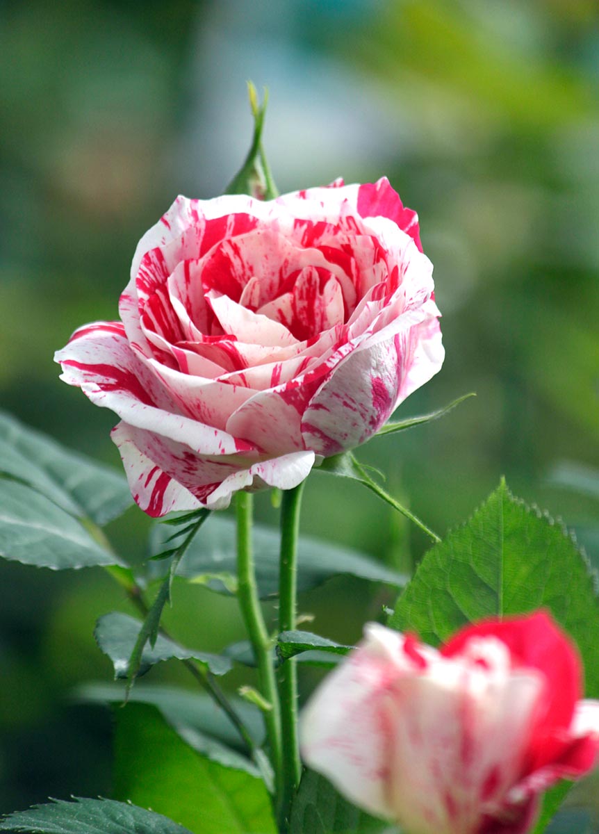 signature event night of wine and roses