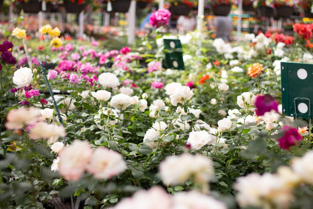 White roses sit in sunlight on the plant bench, surrounded by many colorful roses