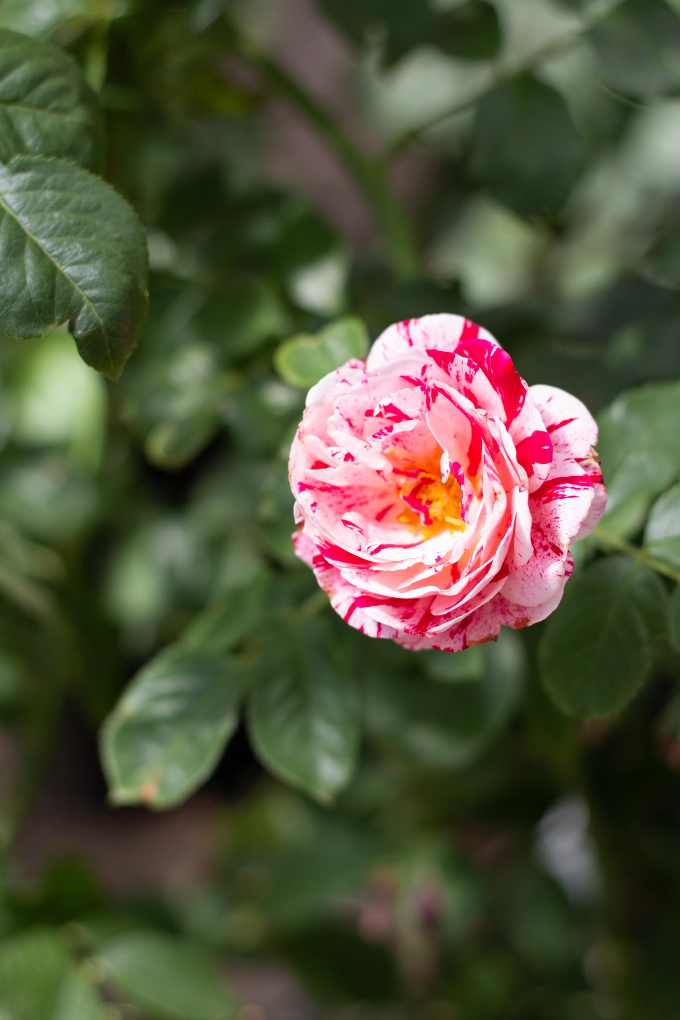 a red and white striped rose blossom