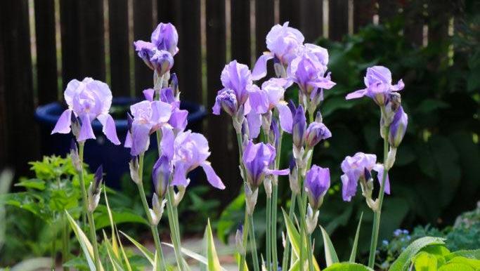 Flowering Iris Show with Mountains & Plains Iris Society