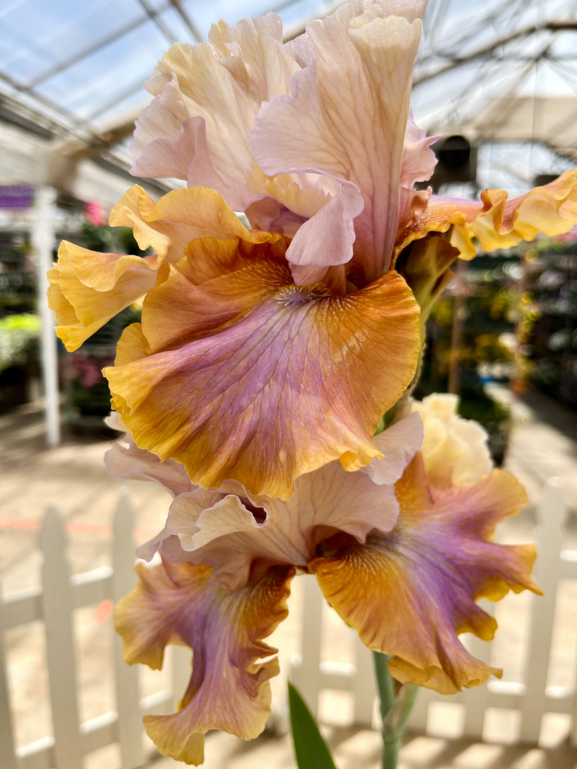Garden Iris Rhizome Sale with Mountains & Plains Iris Society Tagawa