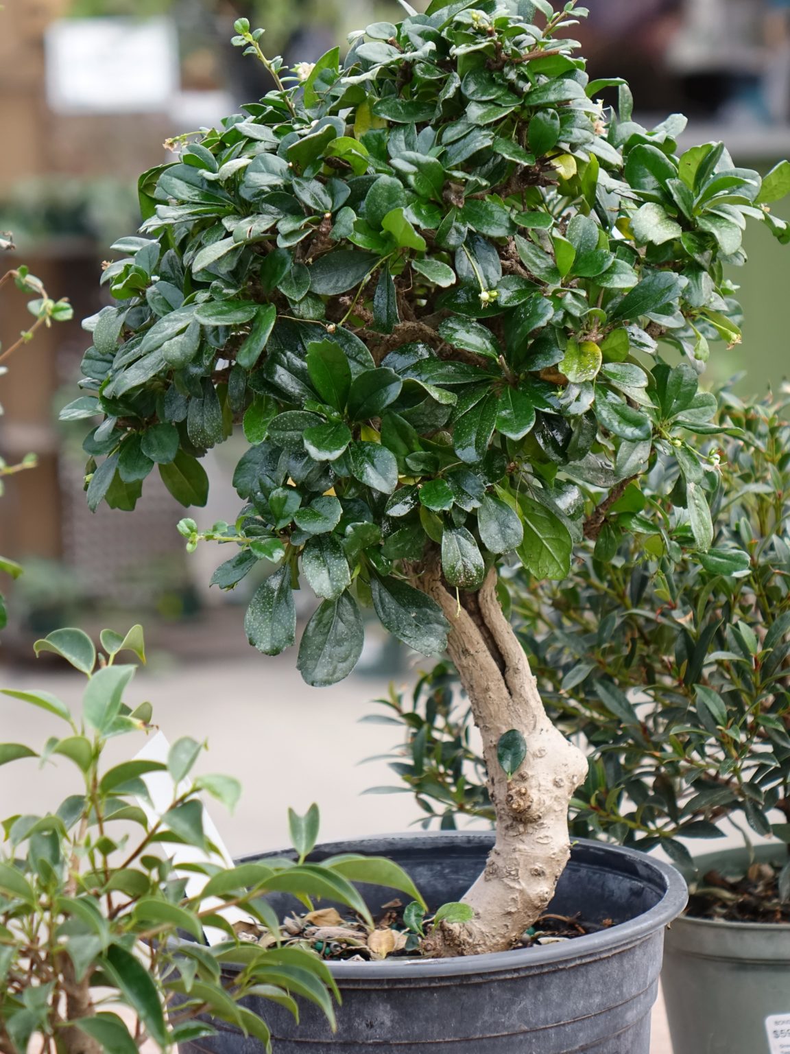 Bonsai Specimen Exhibit Tagawa Gardens