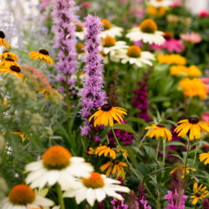 An array of colorful flowering perennials
