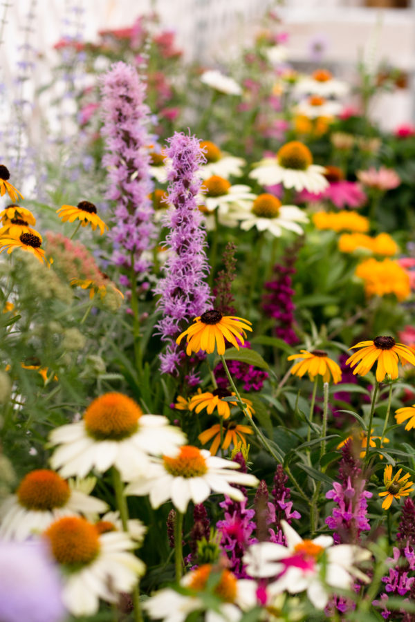 An array of colorful flowering perennials