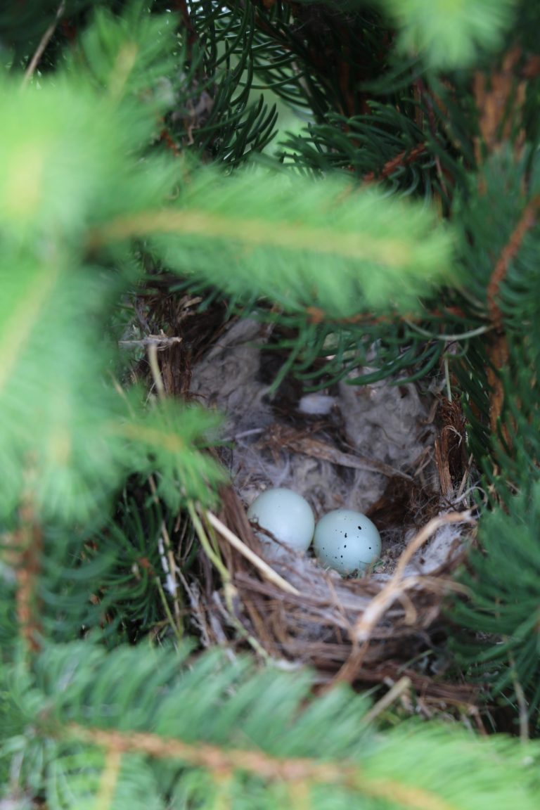 Trees, Shrubs, & Perennials for Attracting Birds & Other Wildlife