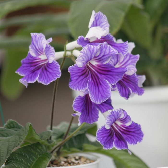 Home Tagawa Gardens Colorado S Garden Center   Streptocarpus And African Violet Show 27 Scaled E1660075983953 700x700 