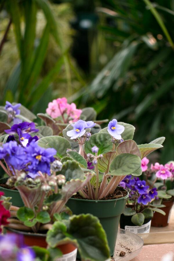 African Violet Fall Plant Sale with Rocky Mountain African Violet