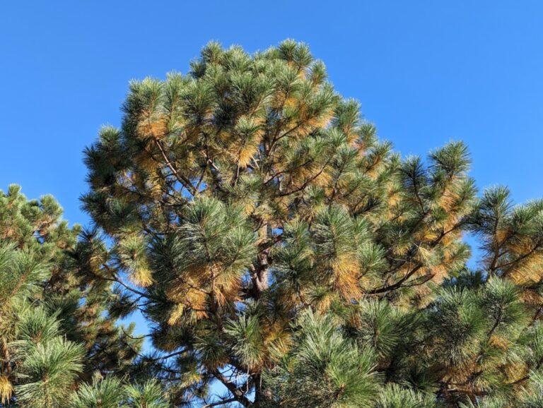 Home Tagawa Gardens Colorado S Garden Center   PINE NEEDLE SHED KIOWA E1665434883229 768x578 