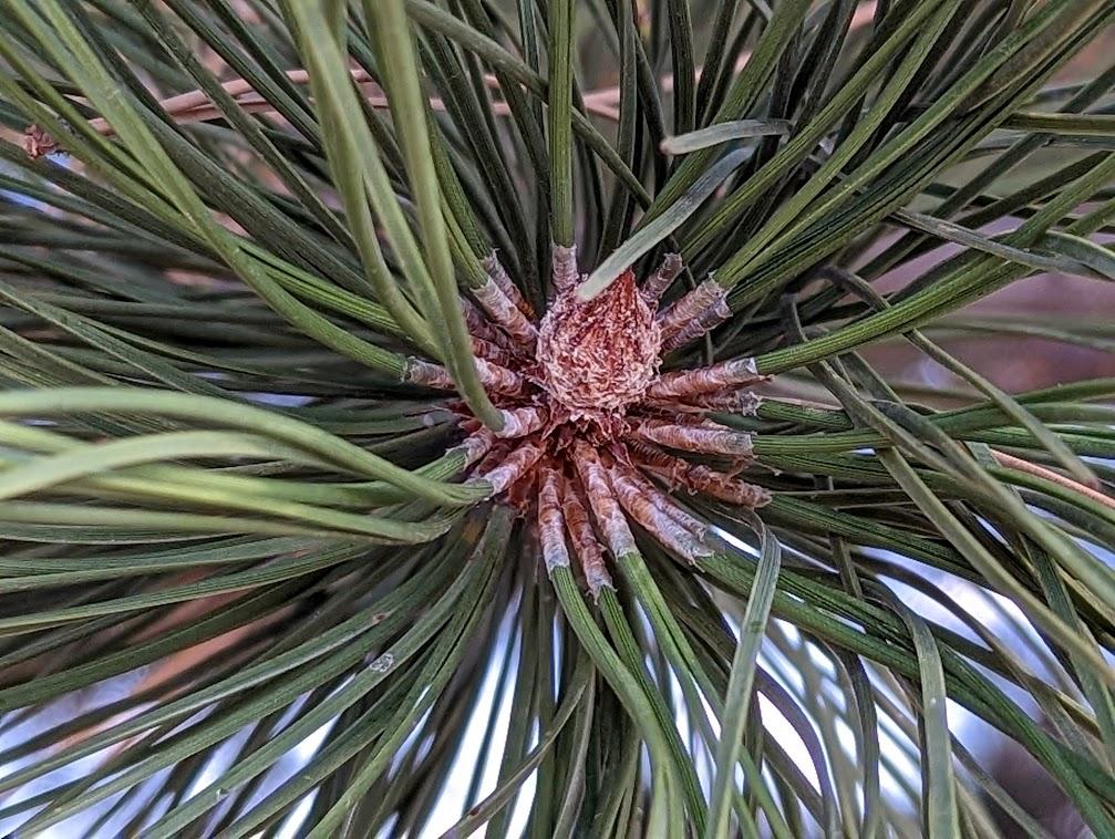 Your pine is fine: Seasonal needle drop is perfectly normal