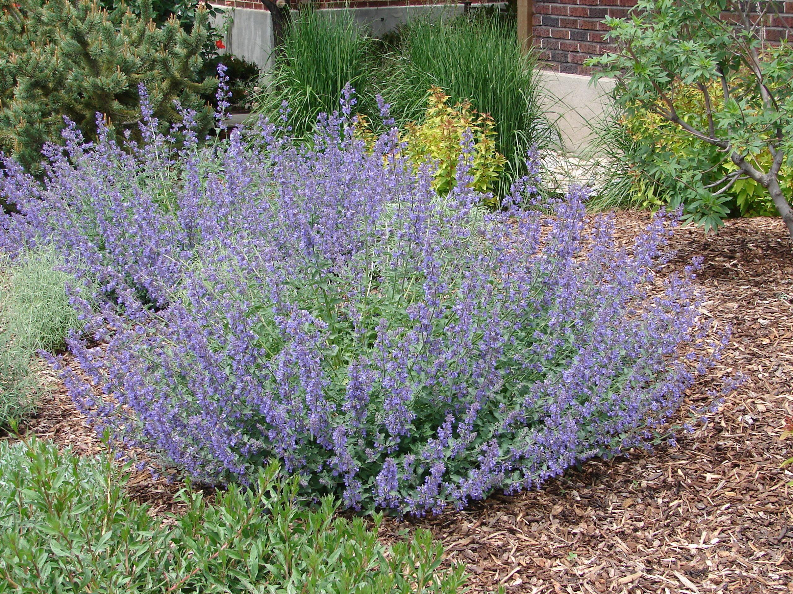 Creating Colorful Xeriscapes Part 2 - with Craig Miller - Tagawa Gardens