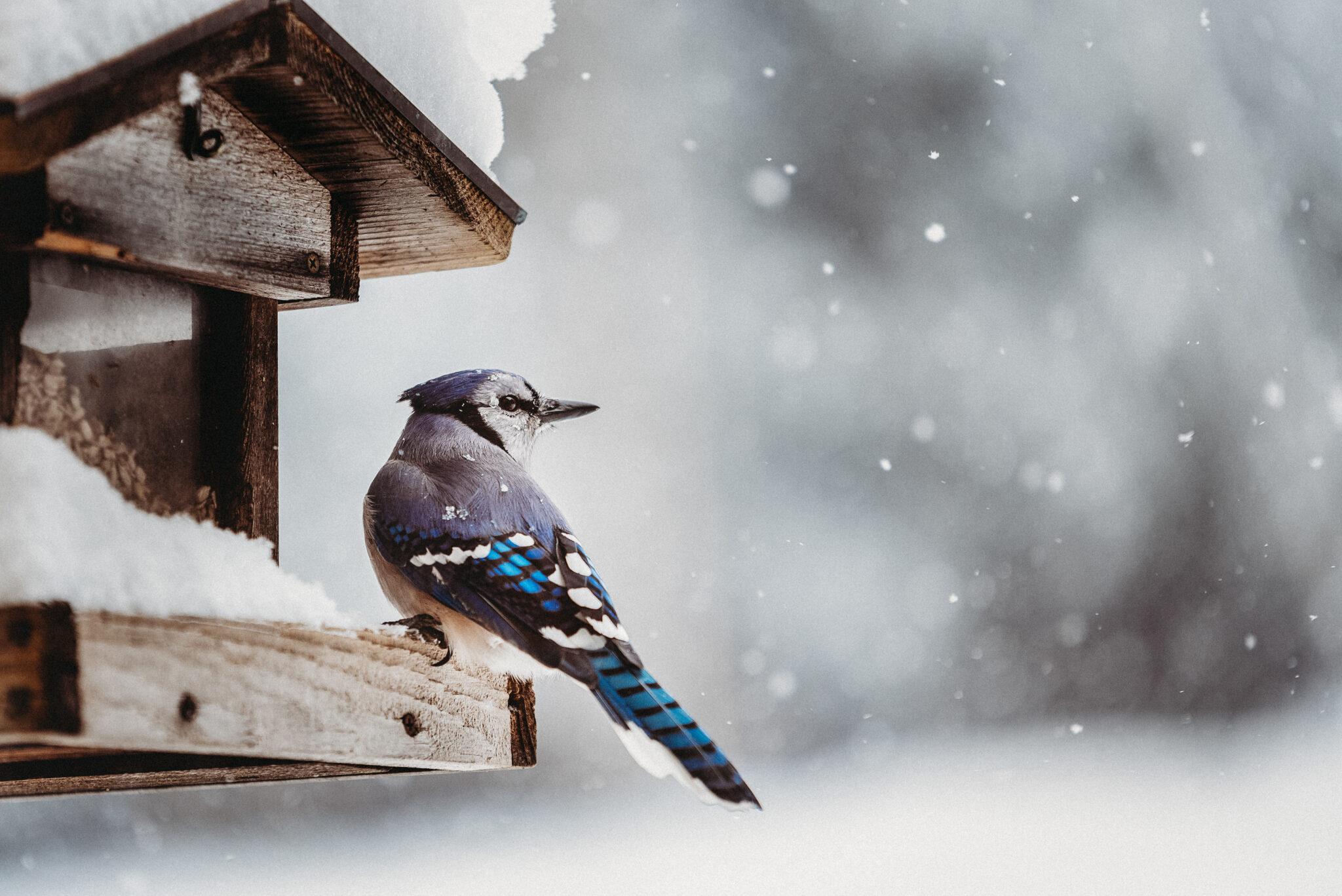 Home Tagawa Gardens Colorado S Garden Center   BLUE JAY AT FEEDER SNOW SS 2048x1367 