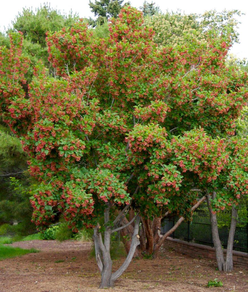 Acer tataricum Plant
